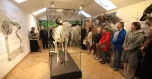 [ZDJCIA] Do Pszczyny trafi kompletny i naturalny szkielet byka ubra - drugi taki w Polsce!