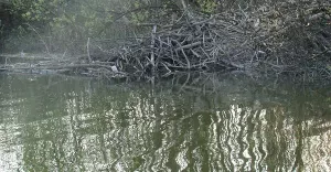 Foto-dnia: Bobry w Łące