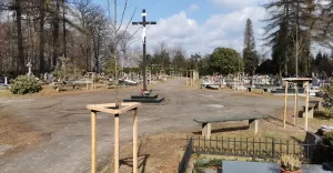 Nowe nasadzenia na cmentarzu ewangelickim
