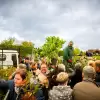 [ZDJĘCIA] W Pszczynie rozdali 1000 krzewów! Olbrzymie zainteresowanie